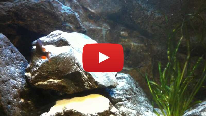 Video uZ7MpScu670 abspielen