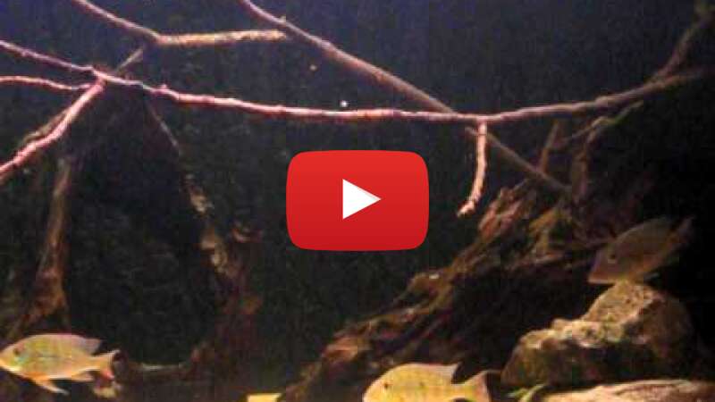 Video uak4_DyeDzY abspielen