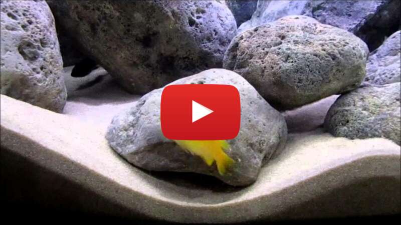 Video ugEkncUa5DU abspielen