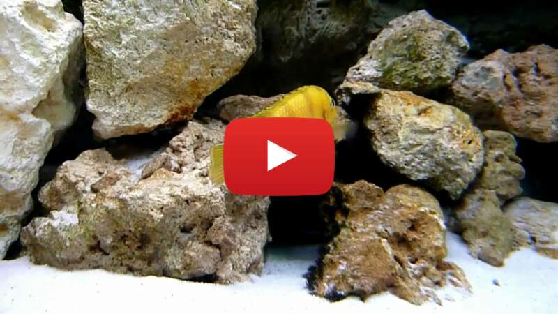 Video uynBLiRodH0 abspielen