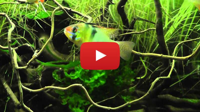 Video v-hHTi6tJWo abspielen