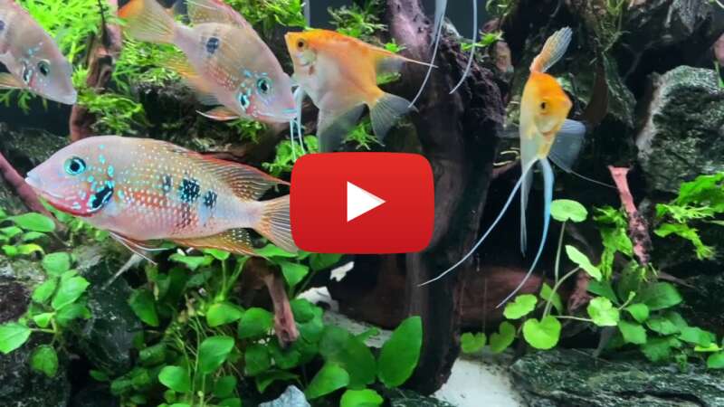 Video v0iw1Adn3p4 abspielen