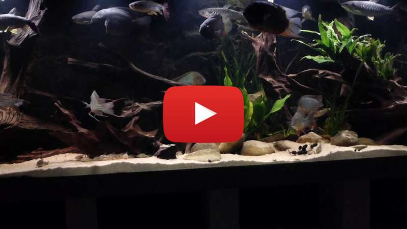 Video v7qS7AJwuvY abspielen