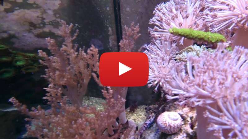 Video v83G-UXmKKw abspielen