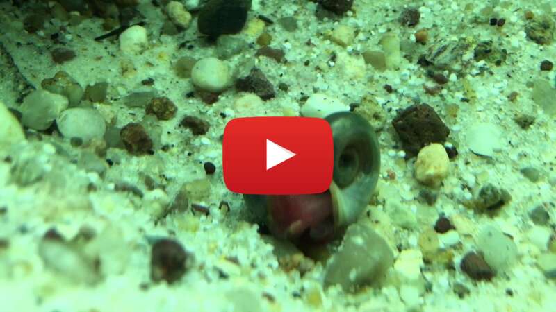 Video vEIMAn5gu5E abspielen