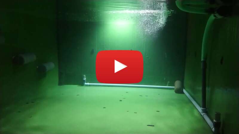 Video vEtd0hhipMo abspielen