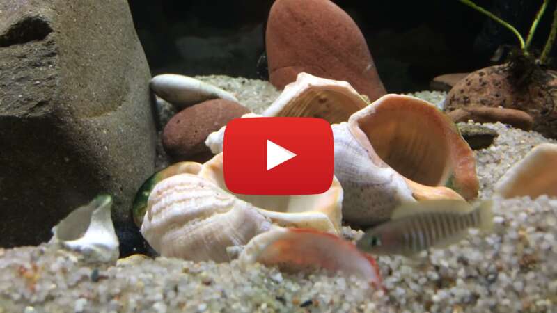 Video vFhkZQW6aMU abspielen