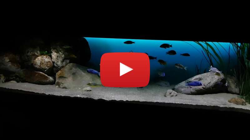 Video vG5cPEBvx8Q abspielen