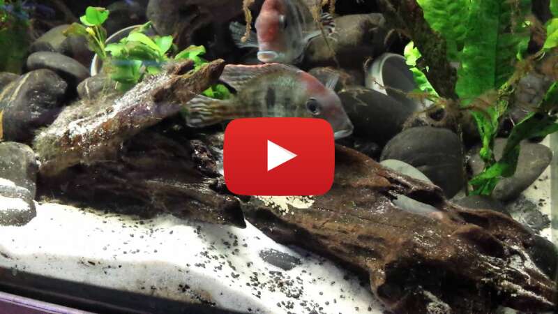 Video vGC1H6TsnGQ abspielen