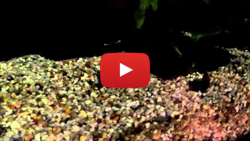 Video vGJfwvhkEWs abspielen