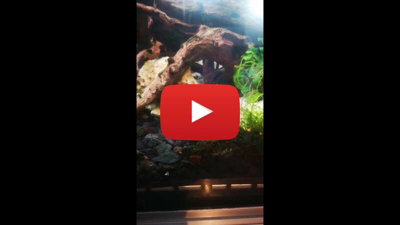 Video vHwuzD9H2do abspielen