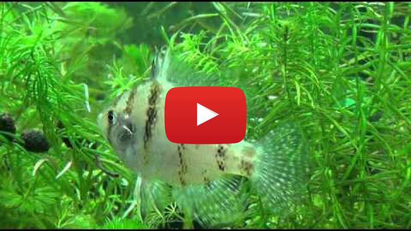 Video vKcQwzEy3bU abspielen