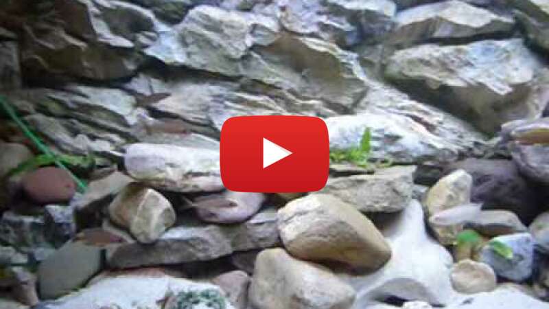 Video vScQqrUjATY abspielen