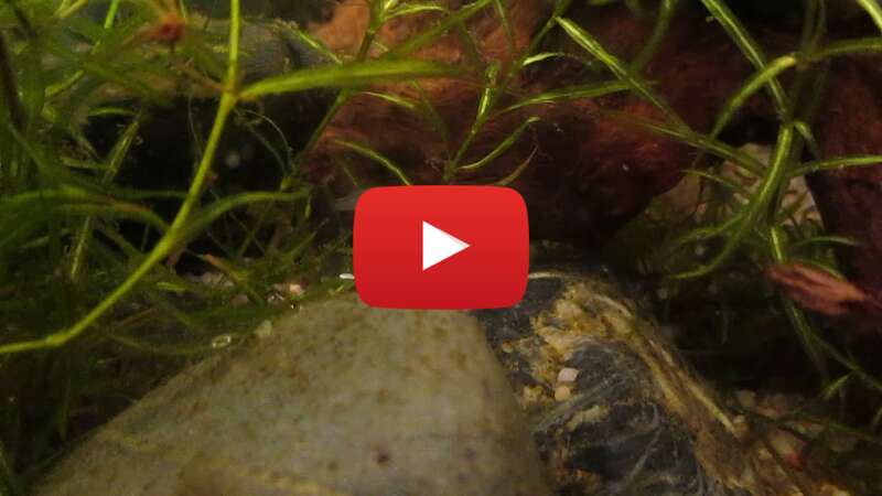 Video vU_mLt6C2vs abspielen