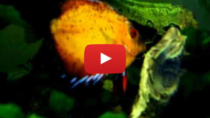 Video vWmmBcMqMAM abspielen