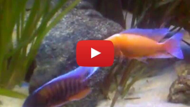 Video vXRfwWolJ1E abspielen