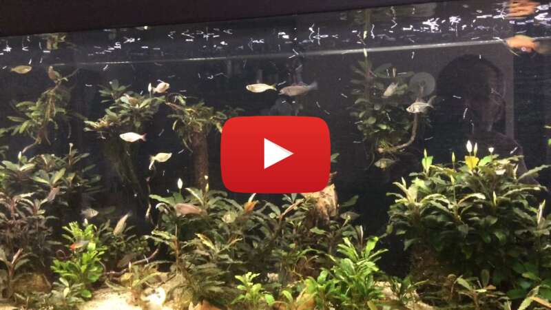 Video vYDD2AfxoJQ abspielen