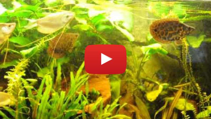 Video vbnPK9iX1G4 abspielen