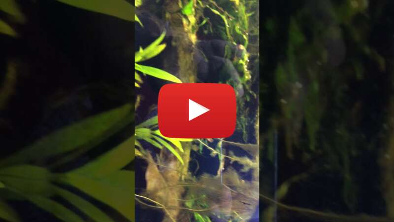 Video veTjcVH0-1M abspielen