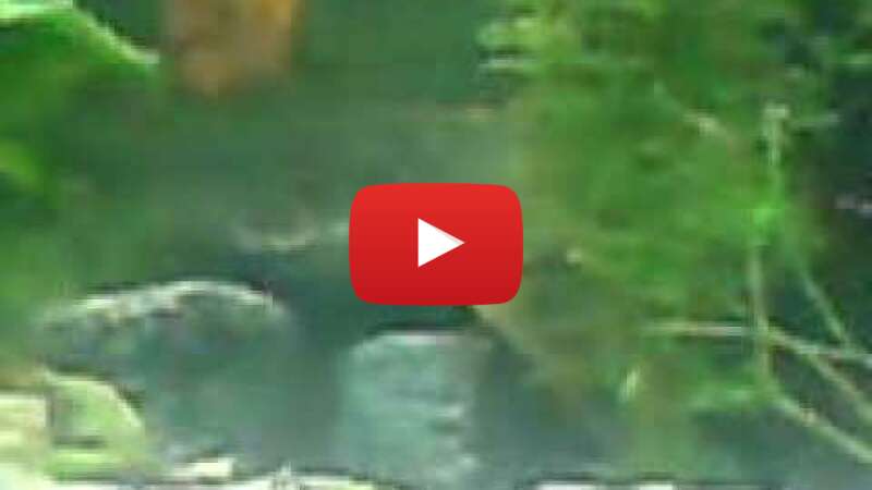 Video vfvLu-PYc6s abspielen