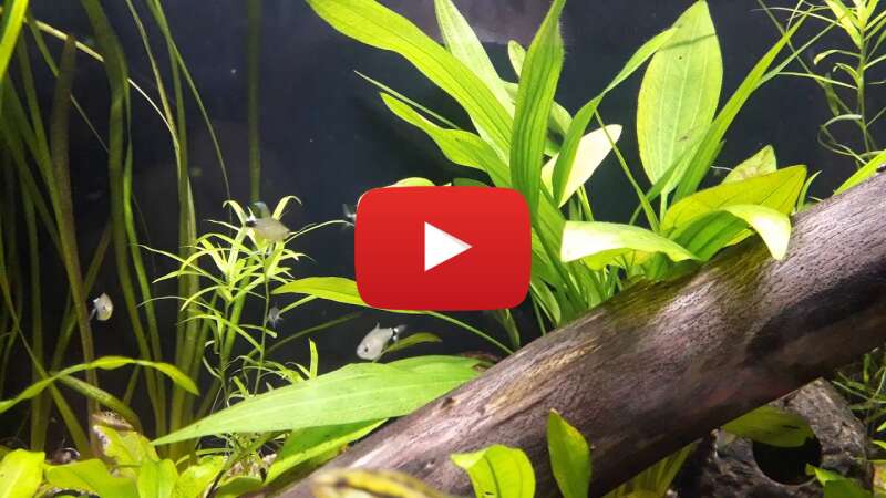 Video vjLa-c2VYdk abspielen