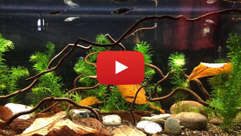 Video vlMQVxISaqM abspielen