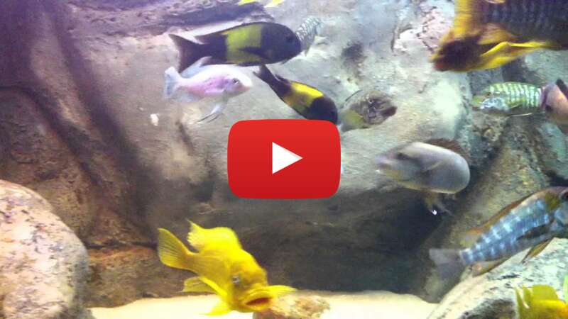 Video vor5d4uyXIk abspielen