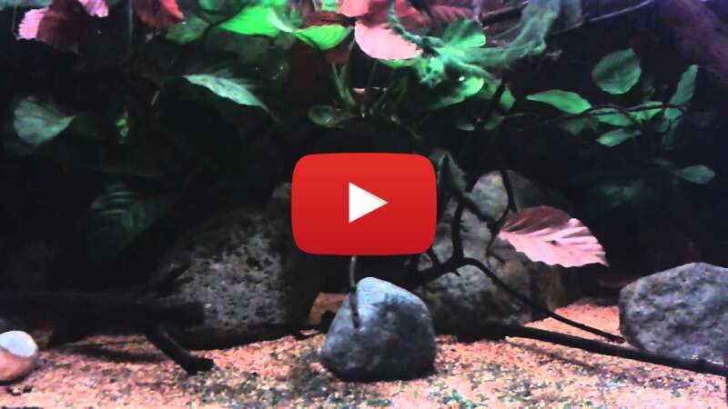 Video vr8xG-AZDbE abspielen