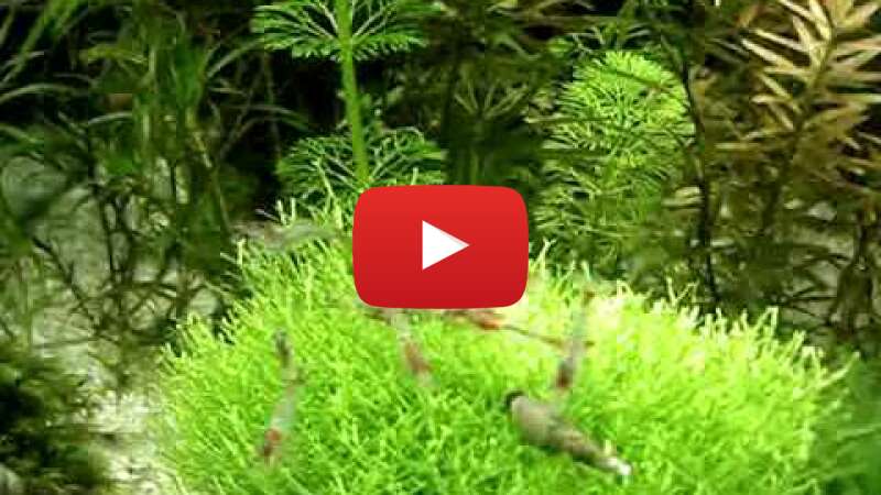 Video vrH3-FvQzCA abspielen