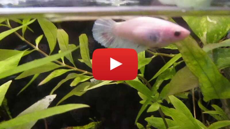 Video w0EaywLeoP4 abspielen