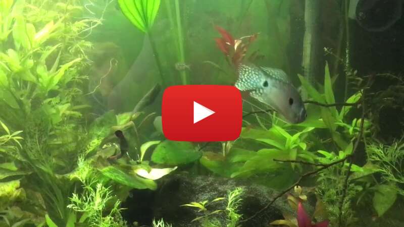 Video w3Ne8uYnX2o abspielen