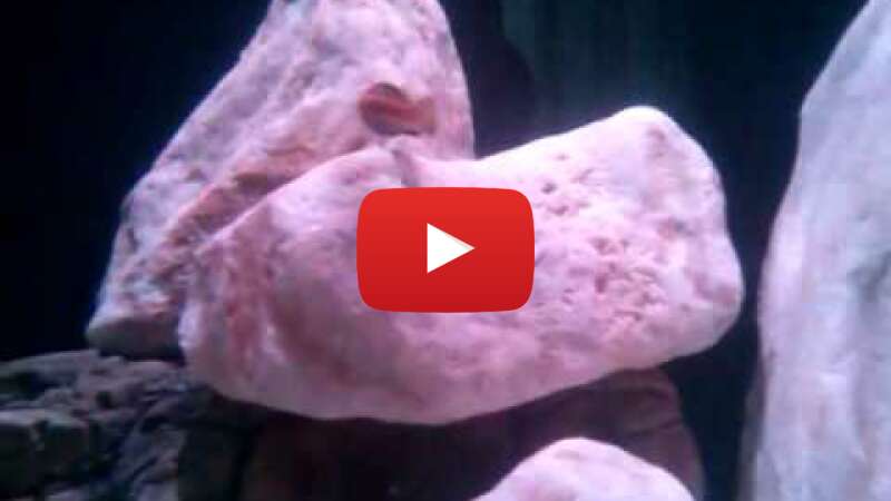 Video w4lIqv_Obuc abspielen