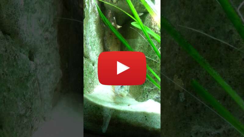 Video w4v_Y4OQcGA abspielen