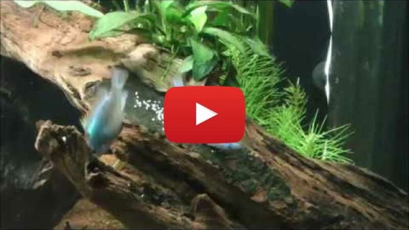 Video w567C9ZtpL8 abspielen