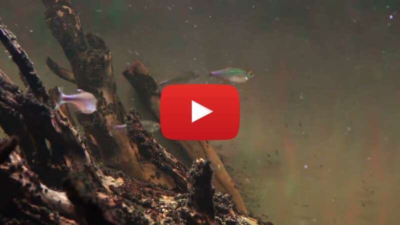 Video w5zD7vJftxw abspielen