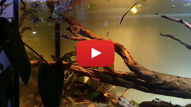 Video w7tenG7ZLxA abspielen