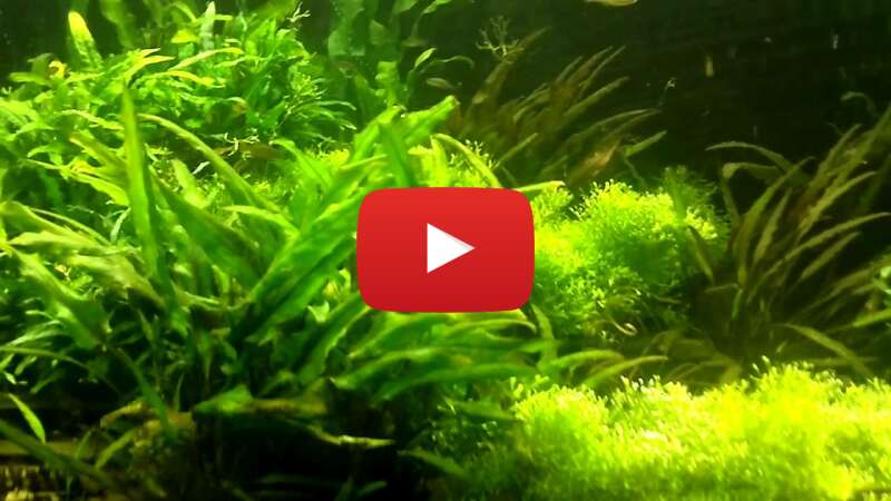 Video w8CnZrzYxwQ abspielen