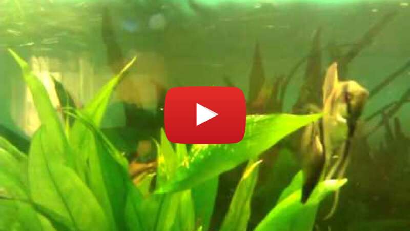 Video w98vs3OWTUI abspielen