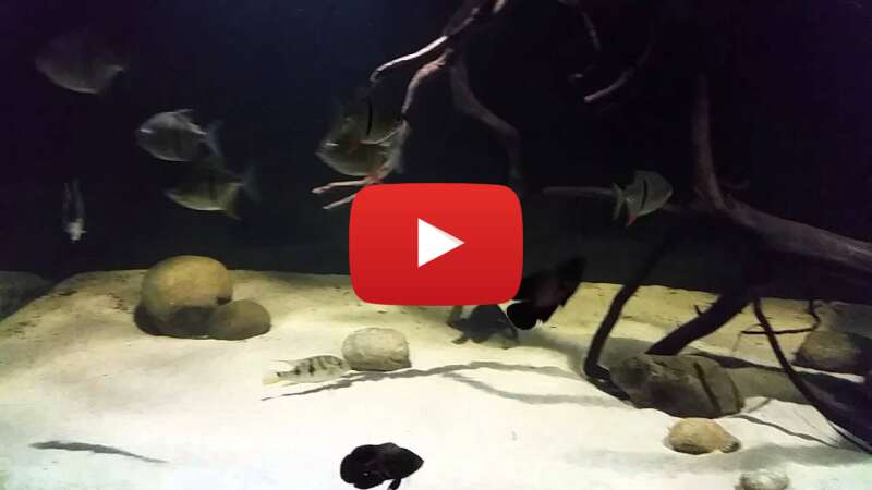 Video w9_XwPuE-U4 abspielen