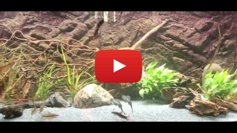 Video wBK-AO79NYE abspielen