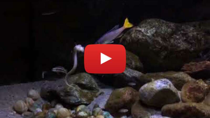 Video wBWPkfVabdI abspielen