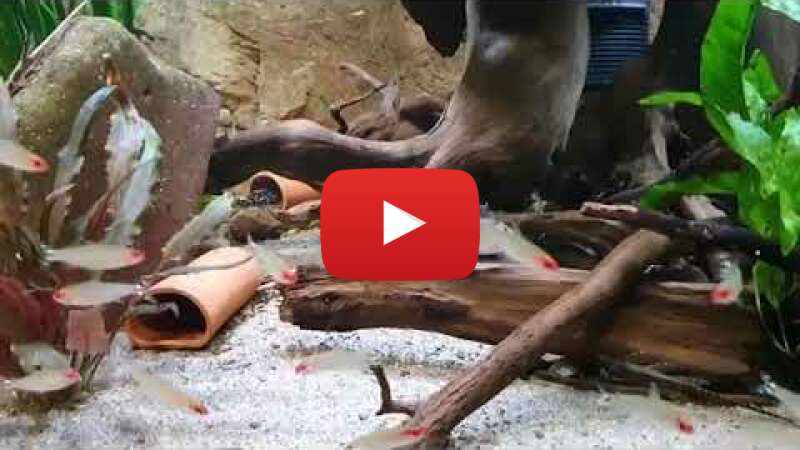 Video wDJeotEvHEY abspielen