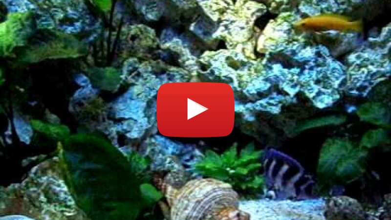 Video wEPxibVCK68 abspielen