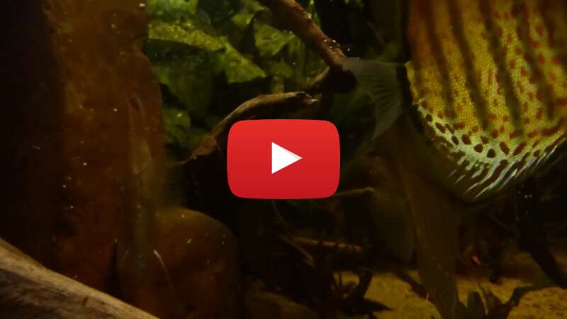 Video wFbqr9DEZAI abspielen