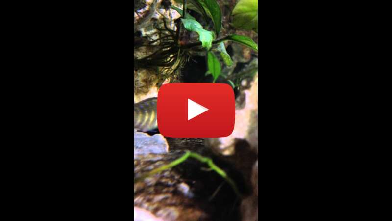 Video wK8Ls9fKfgE abspielen