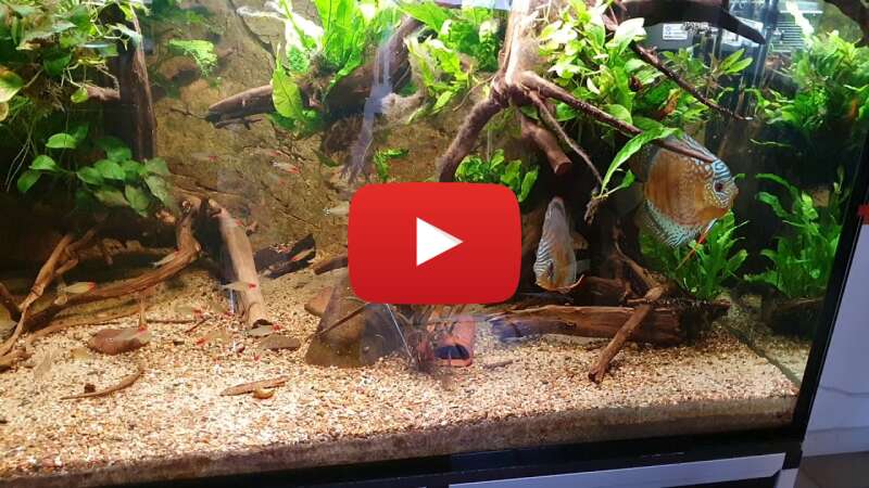 Video wOPau9Lgw-g abspielen