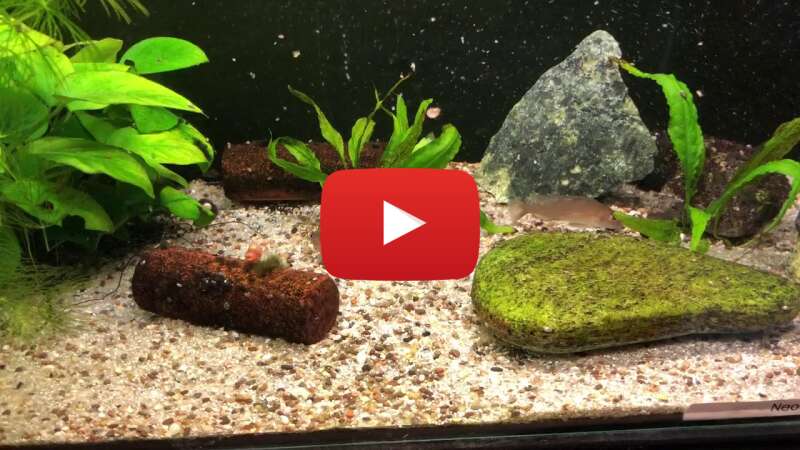 Video wSxfRCJI8cM abspielen