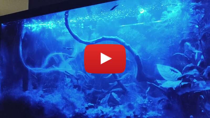 Video wTX23PEEaqE abspielen