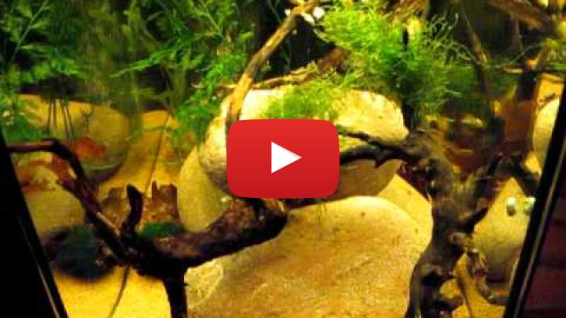 Video wU6oUR0SIbs abspielen