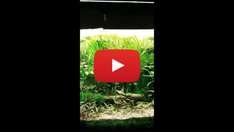 Video wUFp9J27Dhc abspielen